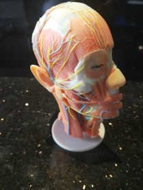 3D打印——醫療術(shù)前演練